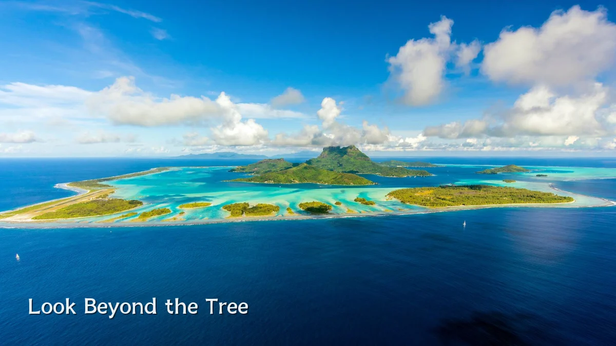 Look Beyond the Tree