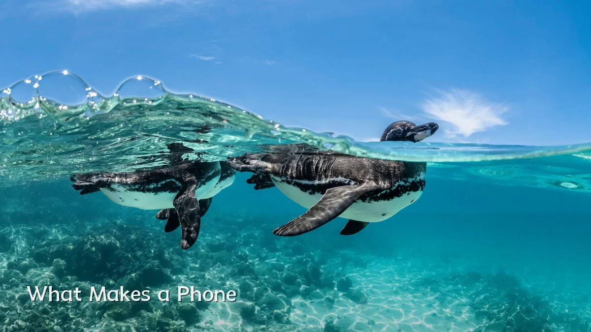 What Makes a Phone