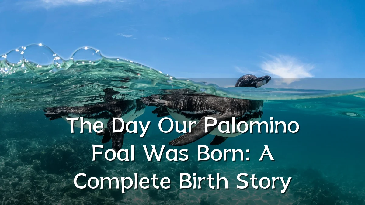 The Day Our Palomino Foal Was Born: A Complete Birth Story