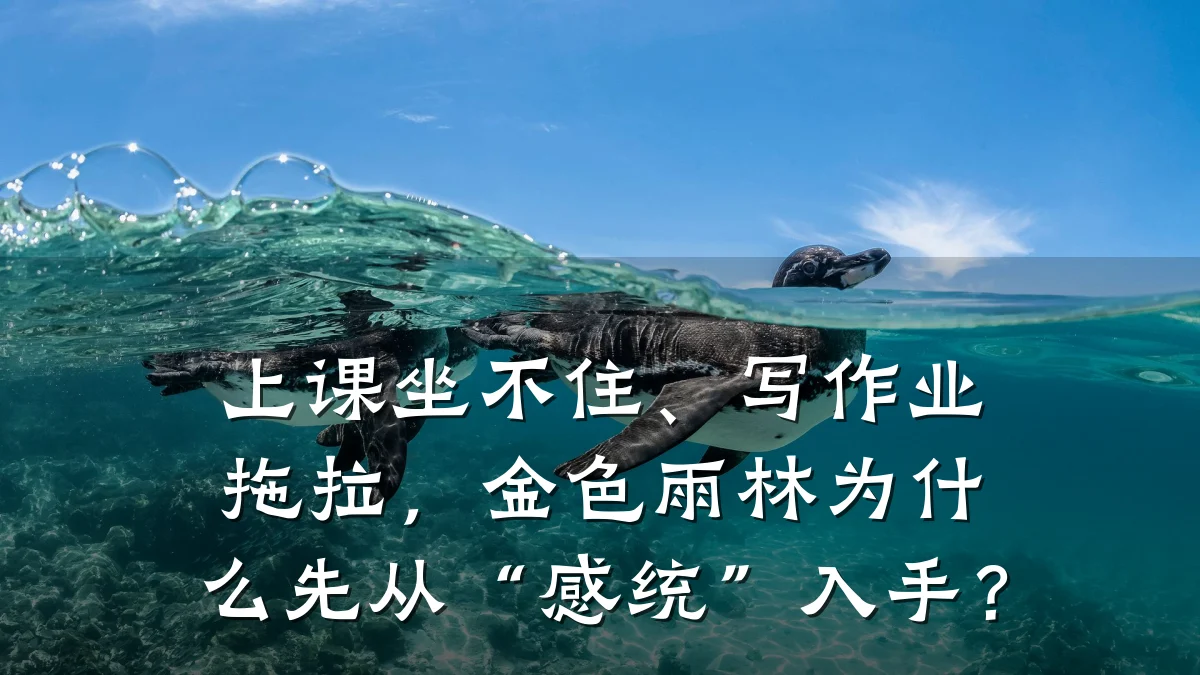 上课坐不住、写作业拖拉，金色雨林为什么先从“感统”入手？